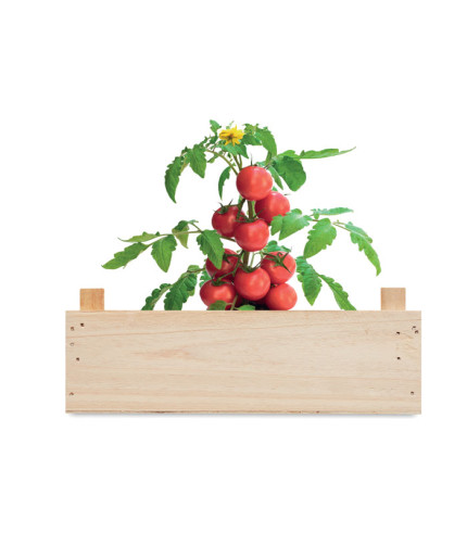 Komplet rajčica u drvenom sanduku