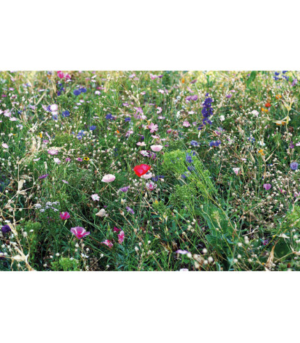 Cvjetovi miješaju sjemenke u omotnici