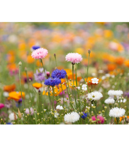 A4 list papira sa sjemenkama divljeg cvijeća