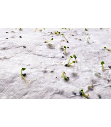 A4 list papira sa sjemenkama divljeg cvijeća