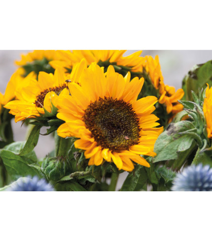 Sjemenke suncokreta u omotnici